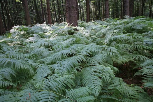 Coniferous forest with fern