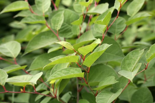 Japanese knotweed is a neophyta (a botanical newcomer),which overgrows plants originally native to us due to its strong distribution and thus displaces them in the long run.