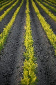 Carrot field