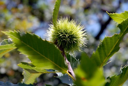 Most of our chestnut trees are called horse chestnuts. It got its name because its fruits used to be used in curing diseases in horses. Another word for horse is "steed"",hence the name horse chestnut. In the Somme"