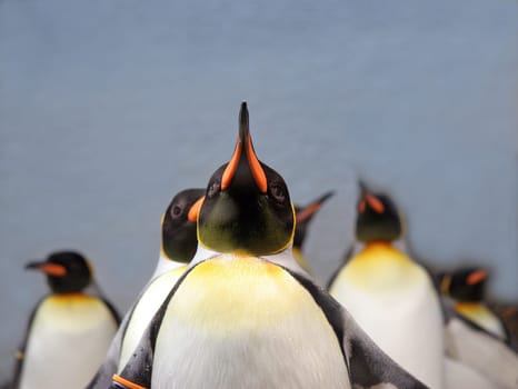 Are you looking?