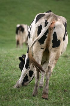 Happy cow in a pasture