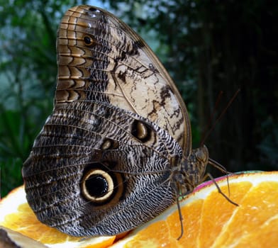 at the wing tip I had to help nature a bit but otherwise a perfect specimen