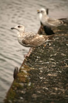 Young herring gull on a quay wall
