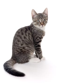 Kitten