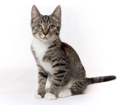 Kitten
