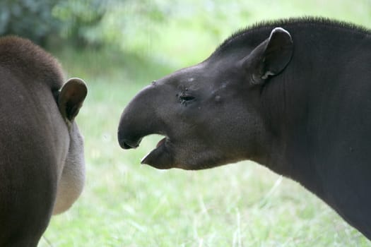 Tapirs in an animal park