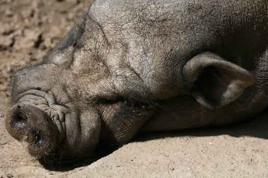Dozing hanging pig