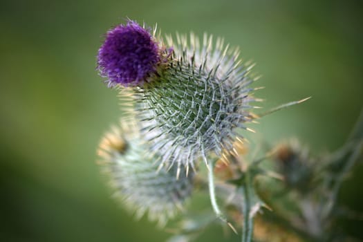 Common or common thistle