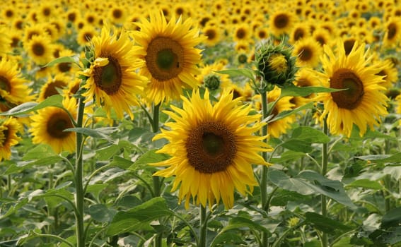 SunflowerFields
