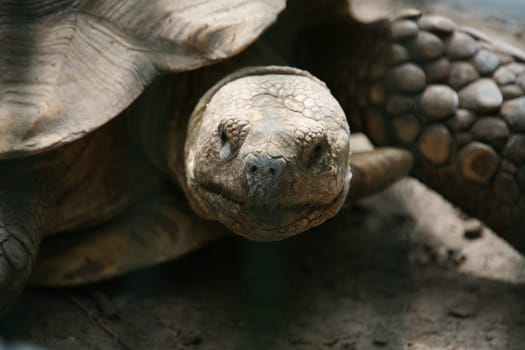 This Galapagos giant tortoise suffers from a cold