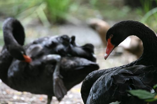 Two black swans at a lake