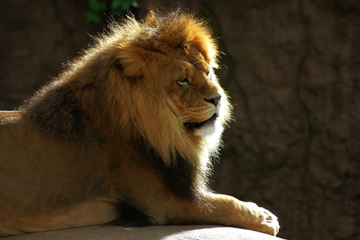 The king
