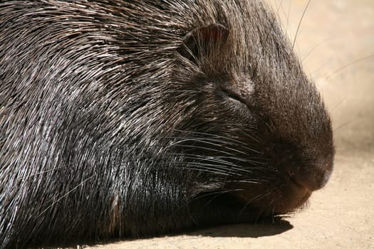 Porcupine (Hystrix cristata)