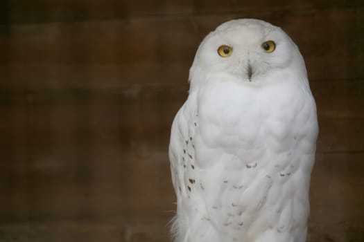 Male