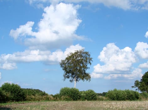 Birch