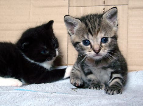 Kittens