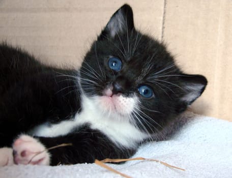 Kitten