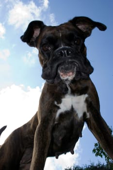 Purebred boxer from an unusual perspective below the dog. Light fill-in flash to make the dog stand out better against the bright sky