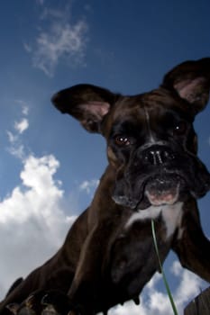 Purebred boxer from an unusual perspective below the dog. Light fill-in flash to make the dog stand out better against the bright sky