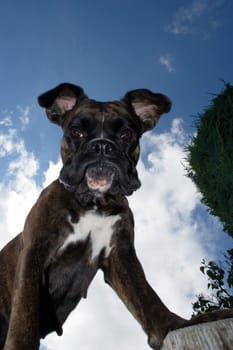 Purebred boxer from an unusual perspective below the dog. Light fill-in flash to make the dog stand out better against the bright sky