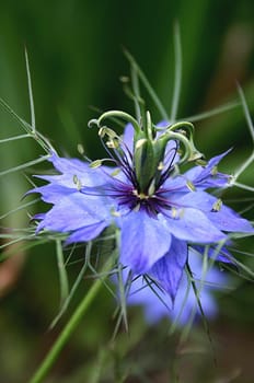 NIGELLA 01