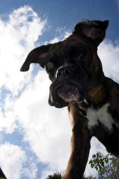 Purebred boxer from an unusual perspective below the dog. Light fill-in flash to make the dog stand out better against the bright sky