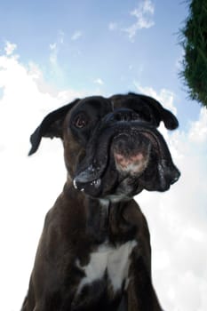 Purebred boxer from an unusual perspective below the dog. Light fill-in flash to make the dog stand out better against the bright sky