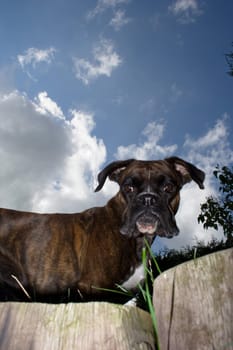 Purebred boxer from an unusual perspective below the dog. Light fill-in flash to make the dog stand out better against the bright sky