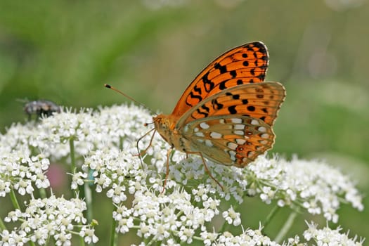 FAbriciana adippe,Adippe moth