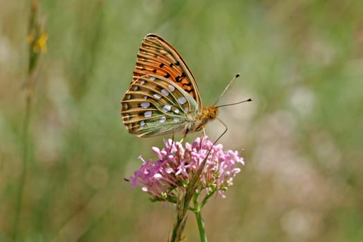 Mesoacidalia aglaja