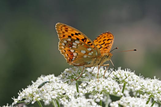 Argynnis adippe,March violet butterfly