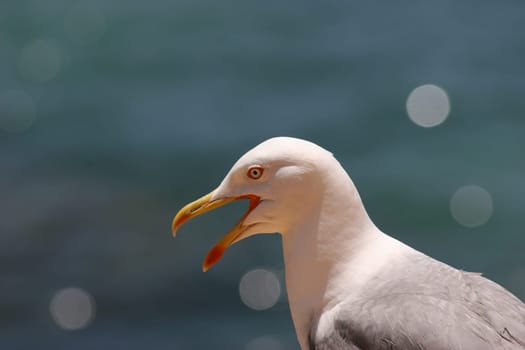Seagull in Portugal
