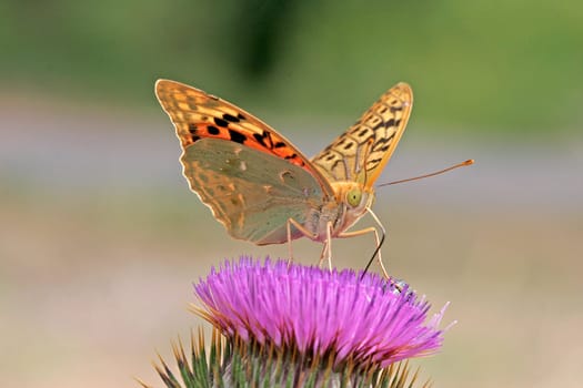 Pandoriana pandora on thistle