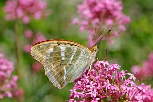 Emperor's mantle on red spur flower