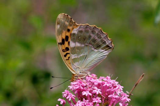 Emperor's mantle on red spur flower