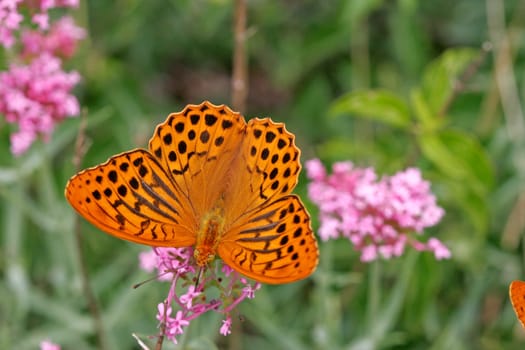 Argynnis paphia, Kaisermantel