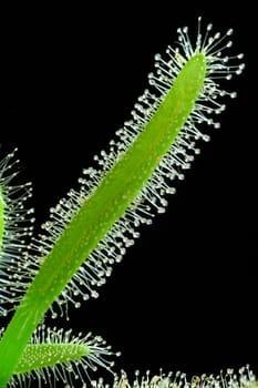 Cape sundew,Drosera capensis