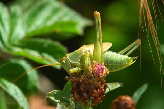 Tettigonia viridissima