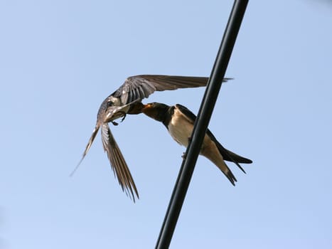 Swallow feeding