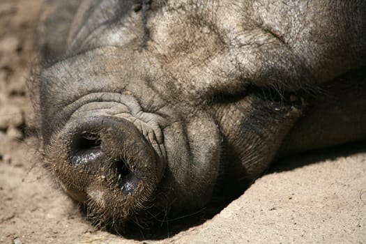 Dozing hanging pig