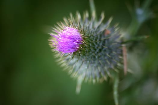 Common or common thistle