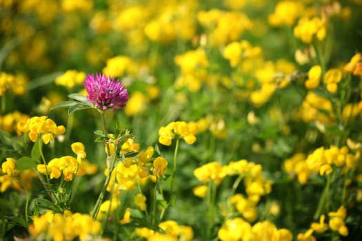 Lonely red clover in a yellow sea of flowers (meadow peas)