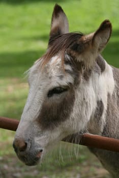 Dwarf donkeys in a pasture