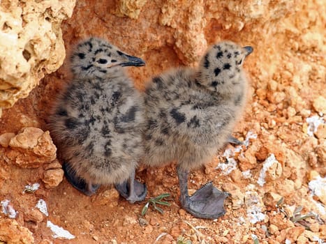 Young seagulls in Portugal