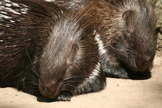 Porcupine (Hystrix cristata)