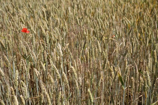 Lonely poppy in a wheat field