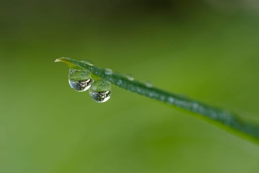 Water droplets on blades of grass with reflection