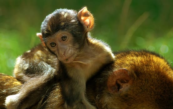 It's safest on mom's back..!
