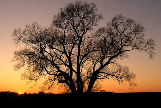 My favorite tree in Calden